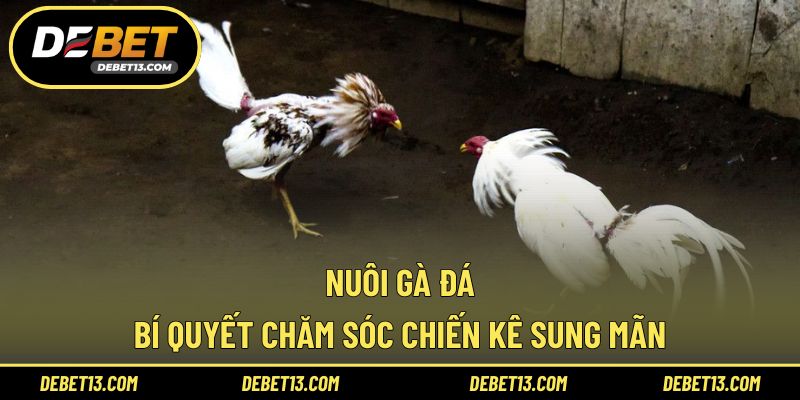 Nuôi gà đá